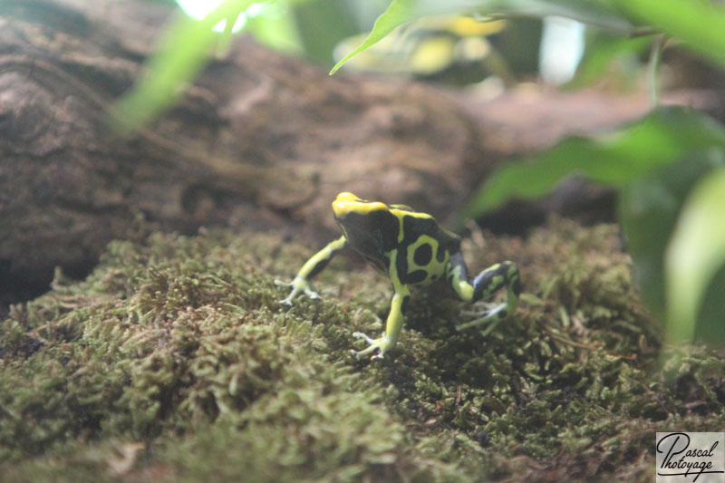 Ménagerie du jardin des plantes