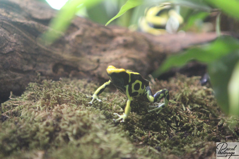 Ménagerie du jardin des plantes