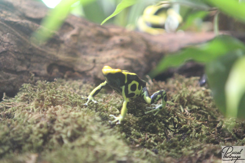 Ménagerie du jardin des plantes