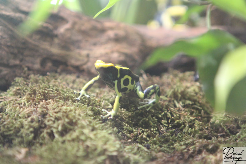 Ménagerie du jardin des plantes