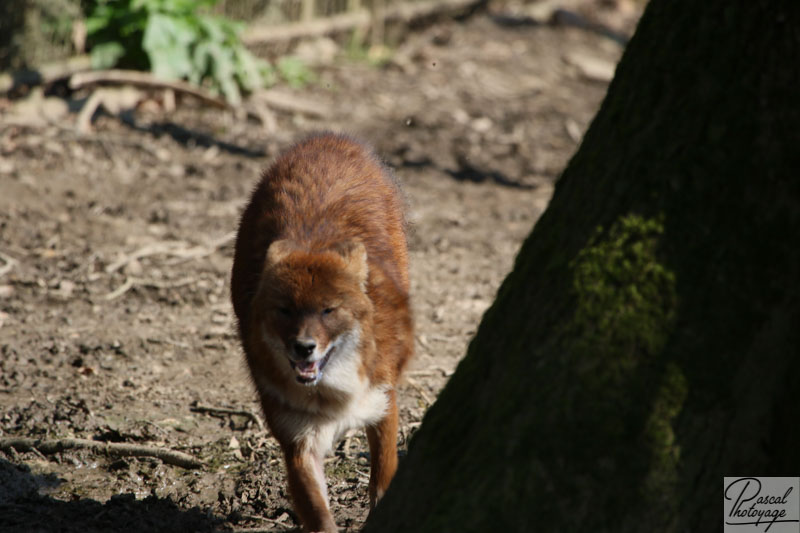 ZooSafari de Thoiry