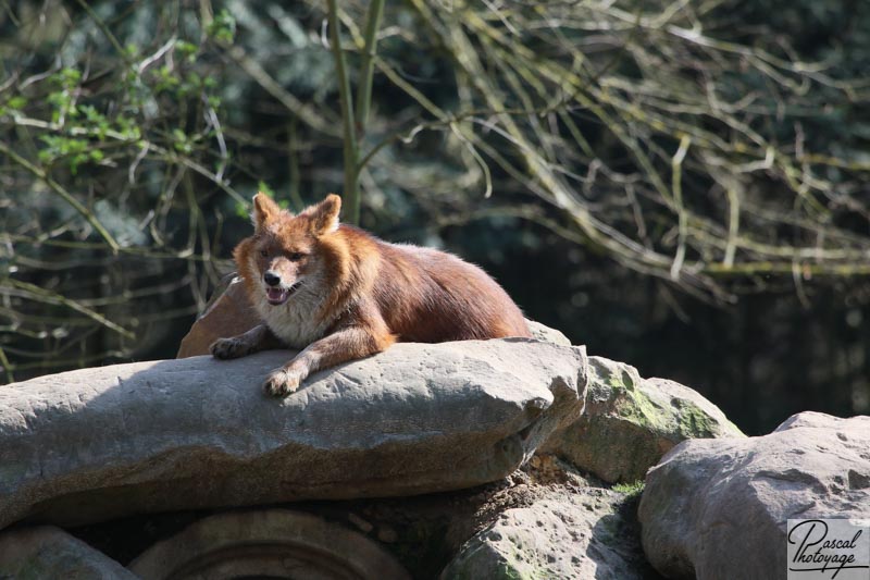 ZooSafari de Thoiry