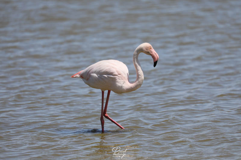 diaporama_03parc_ornithologique_du_pont_de_gau_-_289.jpg