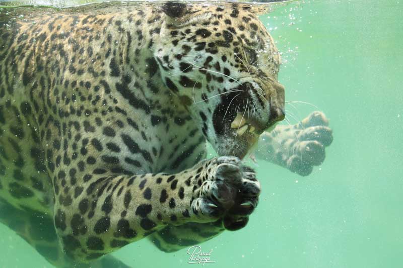 Le jaguar - fiche de présentation