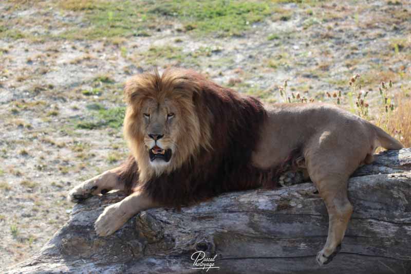 Le lion d'Afrique de l'Est