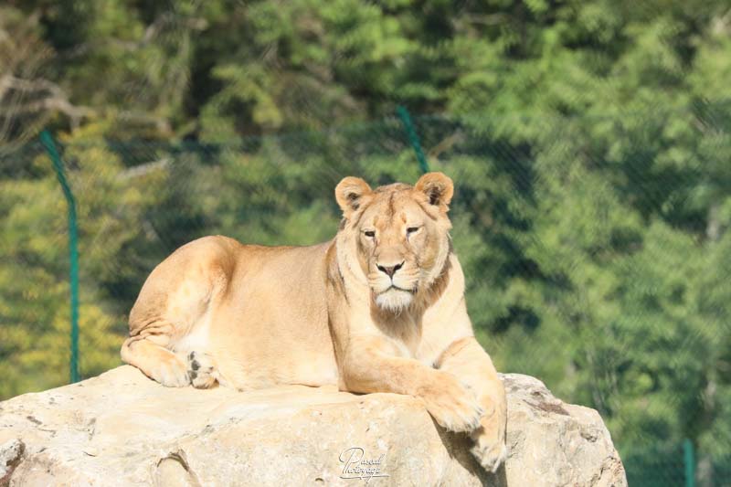 Le lion de l'Atlas