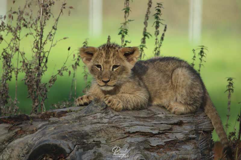 Le lion d'Angola