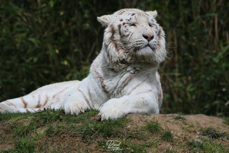 Tigre blanc