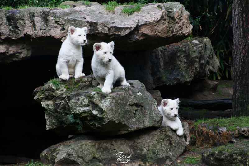 Le lion blanc