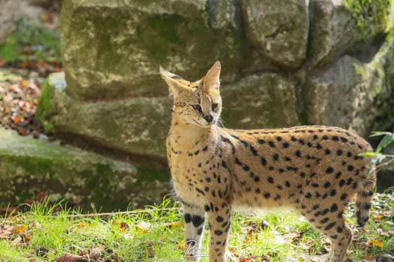 diaporama_60385437_serval_-_29.jpg