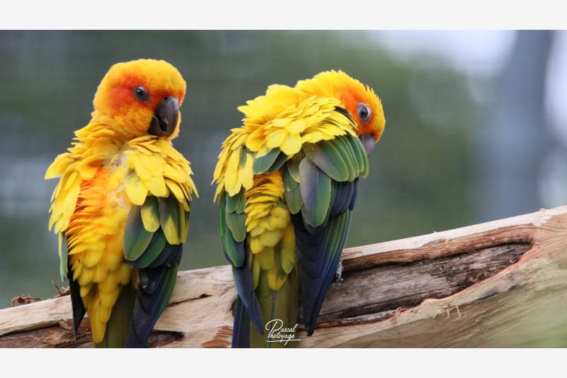 diaporama_conure_soleil_-_12.jpg