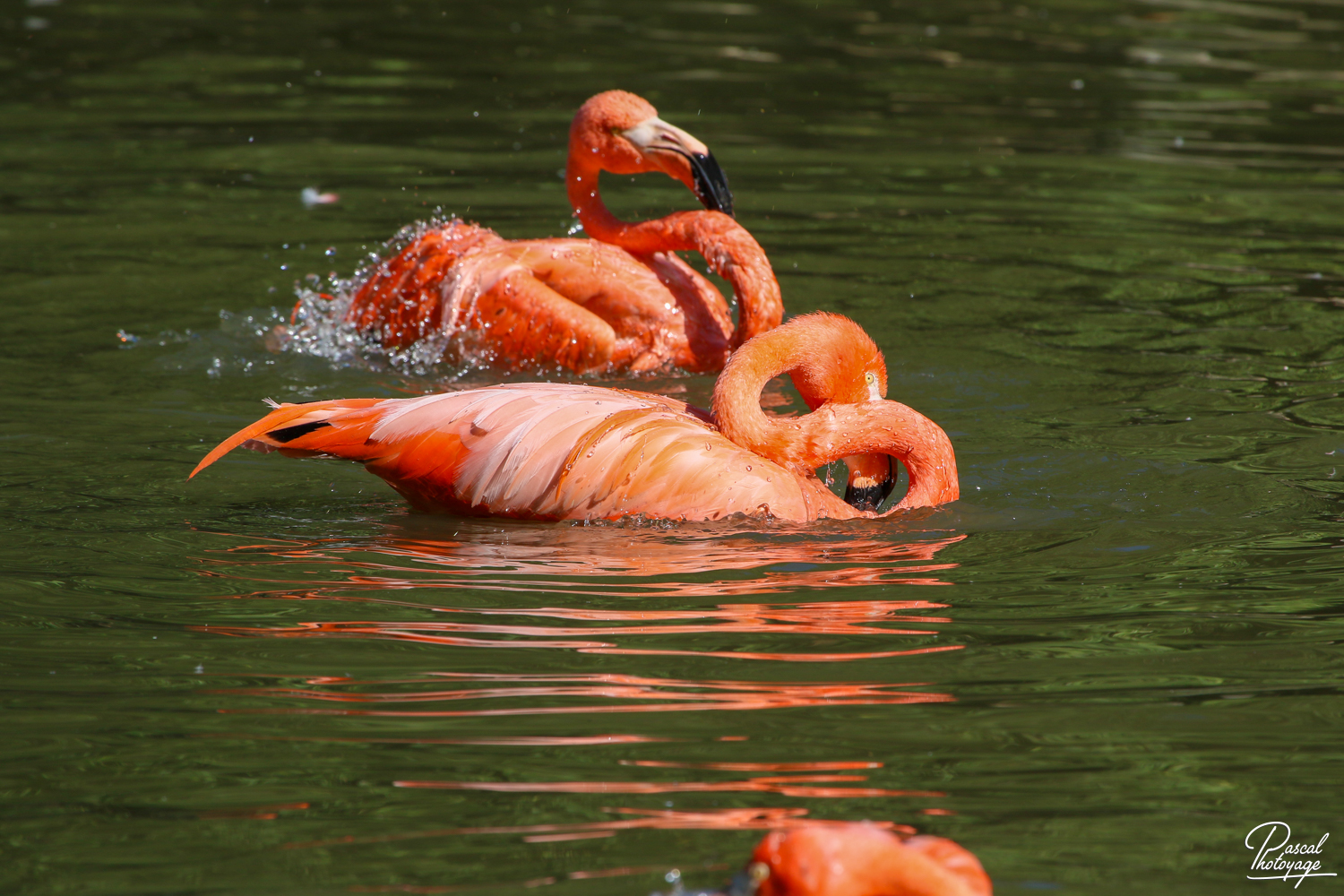 diaporama_flamant_rose_-_018.jpg