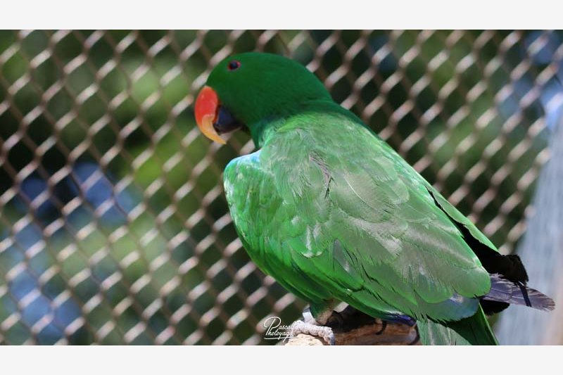 diaporama_grand_eclectus_-_01.jpg