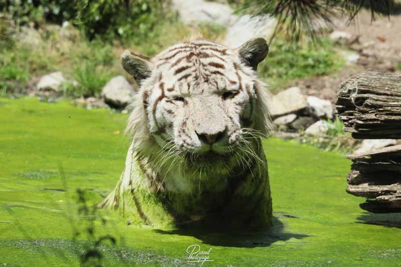 Tigre blanc : taille, description, biotope, habitat, reproduction