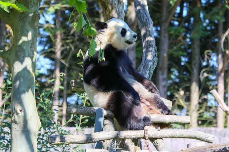 diaporama_zoo_de_beauval_-_14-15_juillet_2016_-_2646.jpg