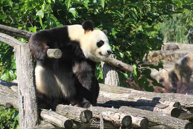 diaporama_zoo_de_beauval_-_14-15_juillet_2016_-_2755.jpg