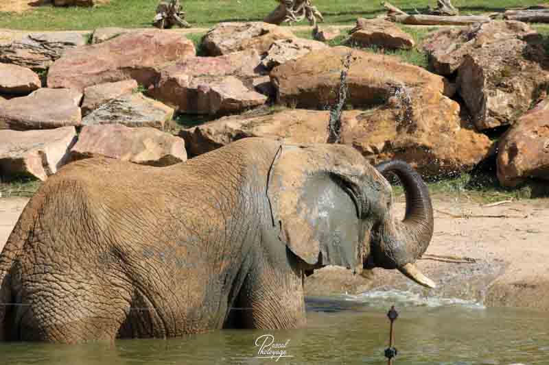 elephant_d_afrique_-_086.jpg