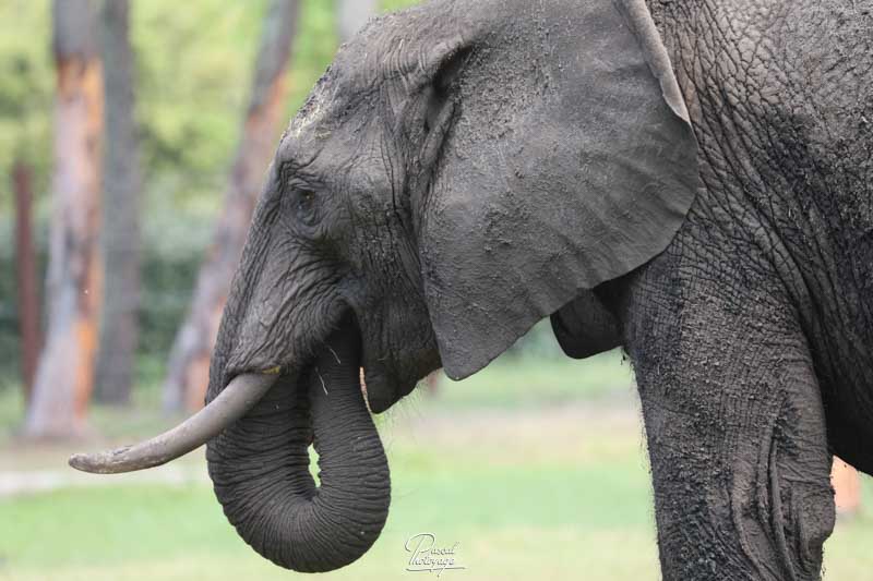 elephant_d_afrique_-_31.jpg