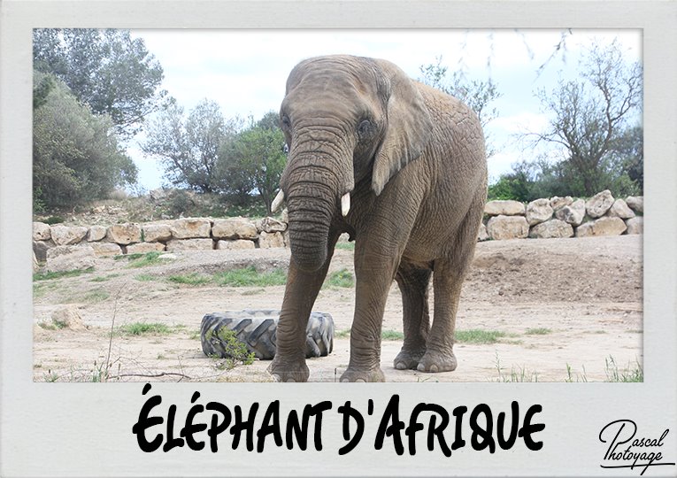 elephant_d_afrique_polaroid_765x540px.jpg