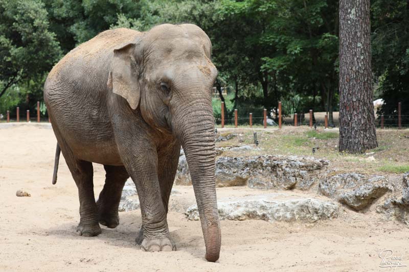 Éléphant d'Afrique