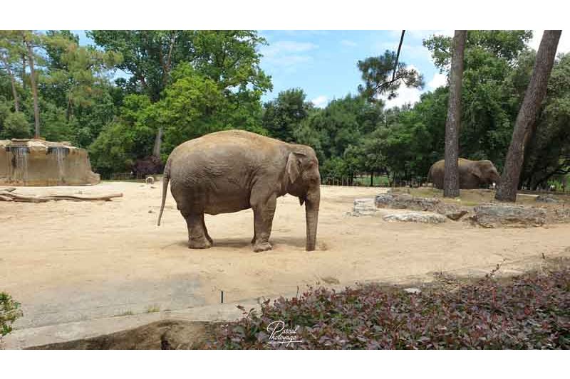 Zoo de La Palmyre