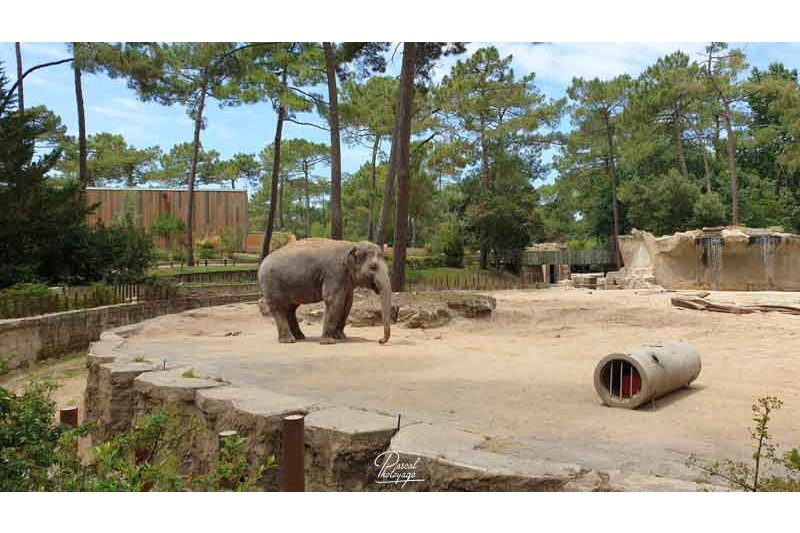 Zoo de La Palmyre