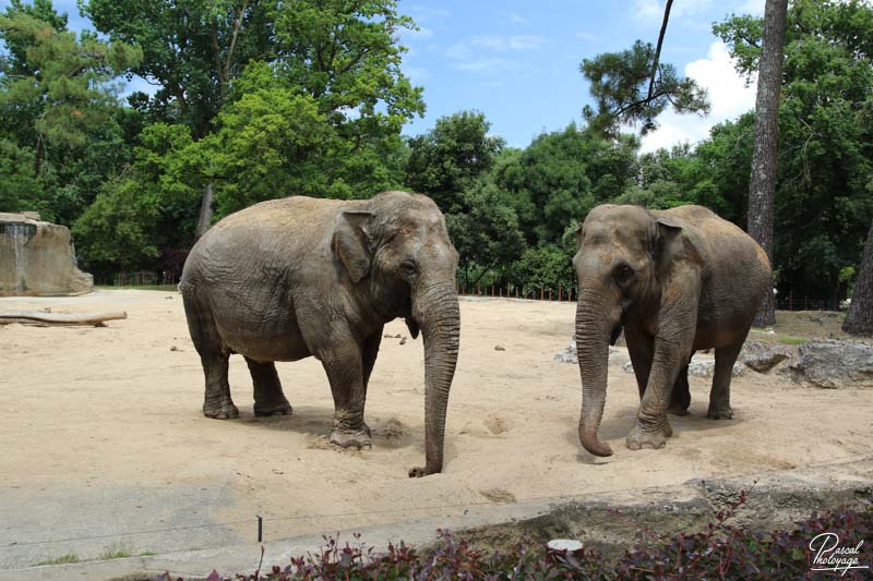 Zoo de La Palmyre