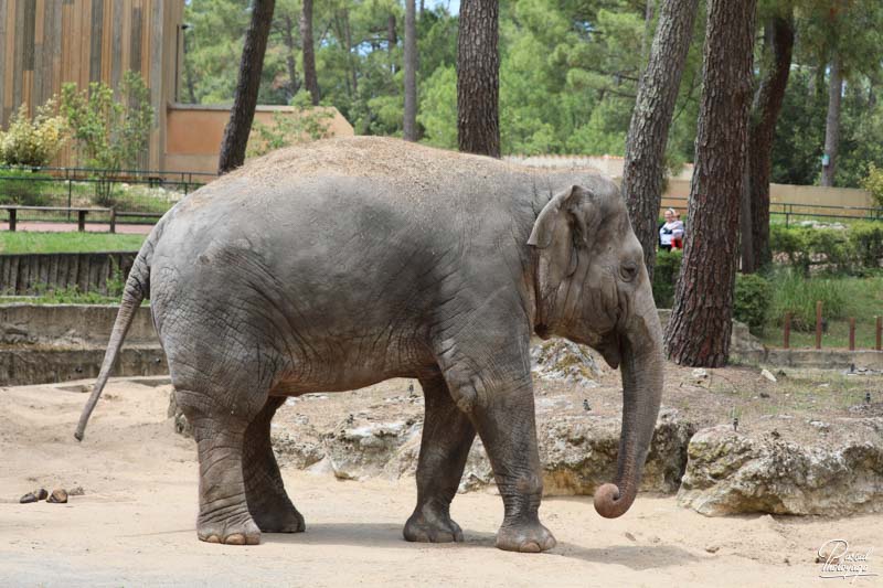 Zoo de La Palmyre