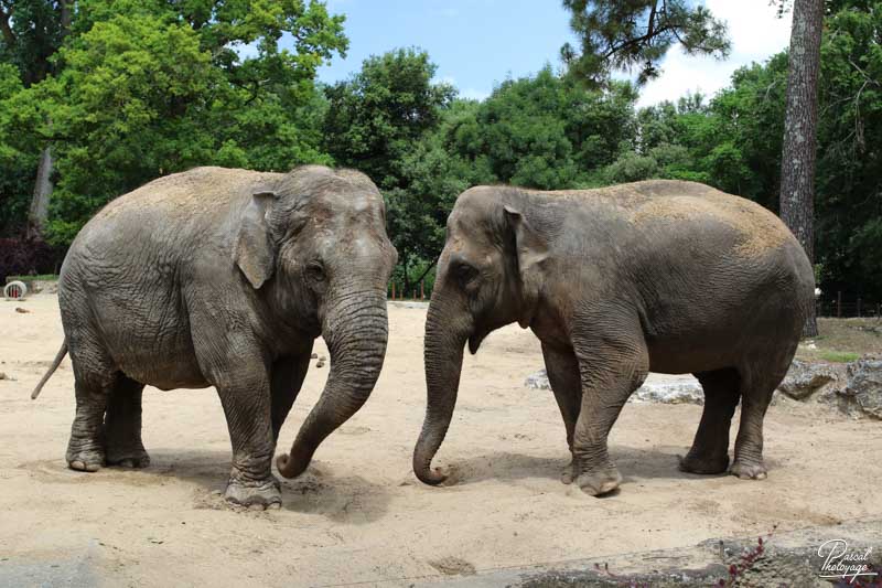 Zoo de La Palmyre