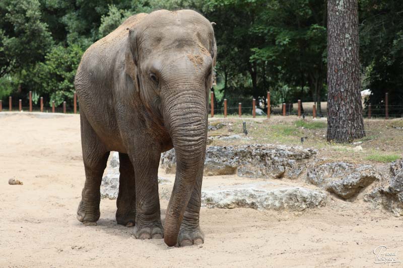 Zoo de La Palmyre