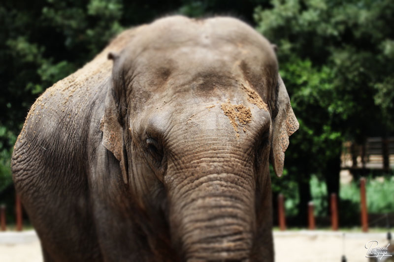 Zoo de La Palmyre