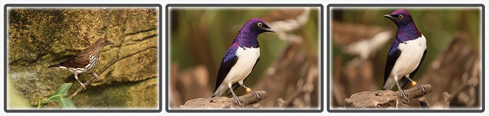 etourneau_amethyste_accueil_fiche_animale_03_970x230px.jpg