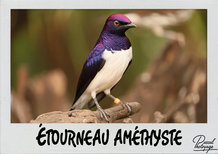 etourneau_amethyste_polaroid_765x540px.jpg