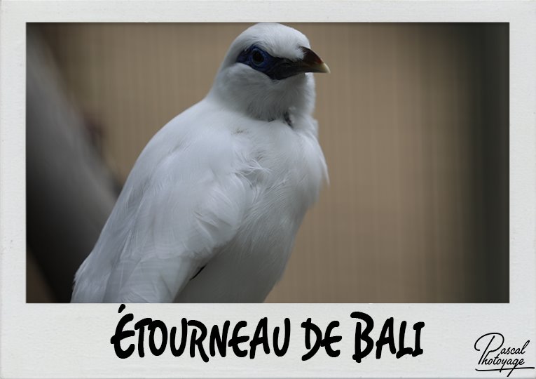 etourneau_de_bali_polaroid_765x540px.jpg