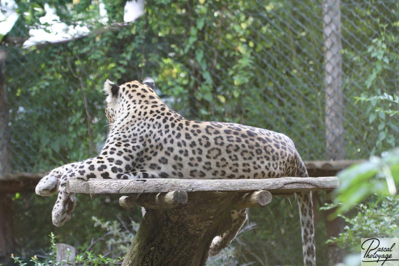 Zoo d'Amnéville
