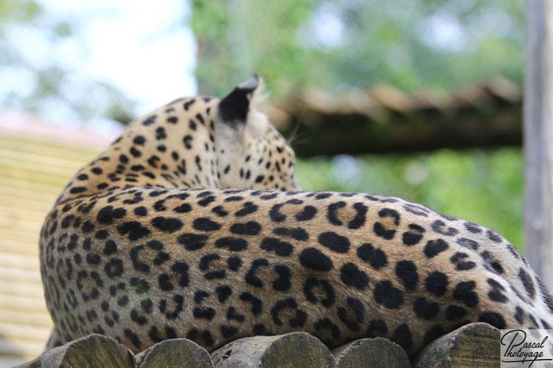 Zoo d'Amnéville