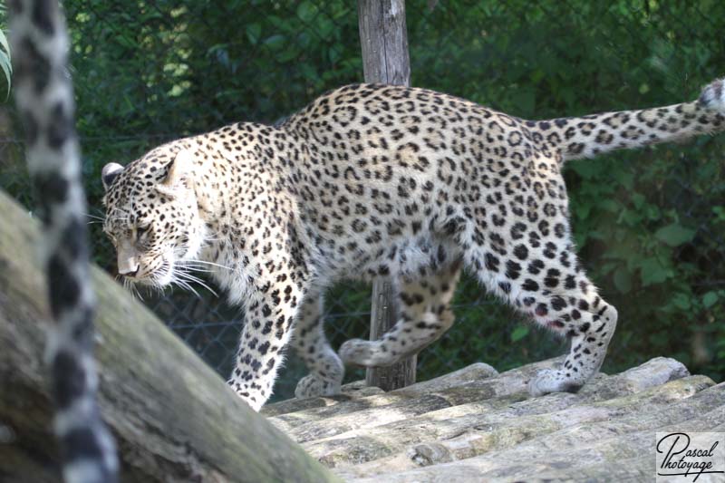 Zoo d'Amnéville