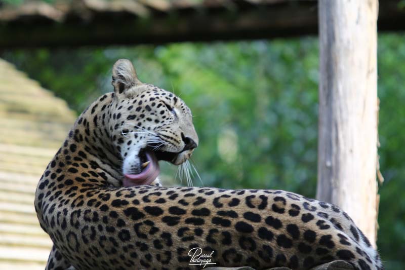 Zoo d'Amnéville