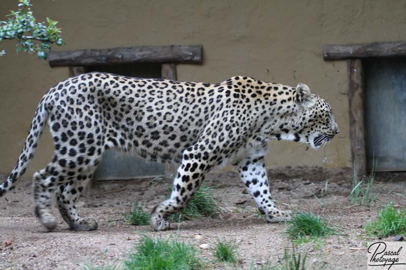 Zoo d'Amnéville