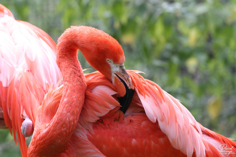 Flamant des Caraïbes