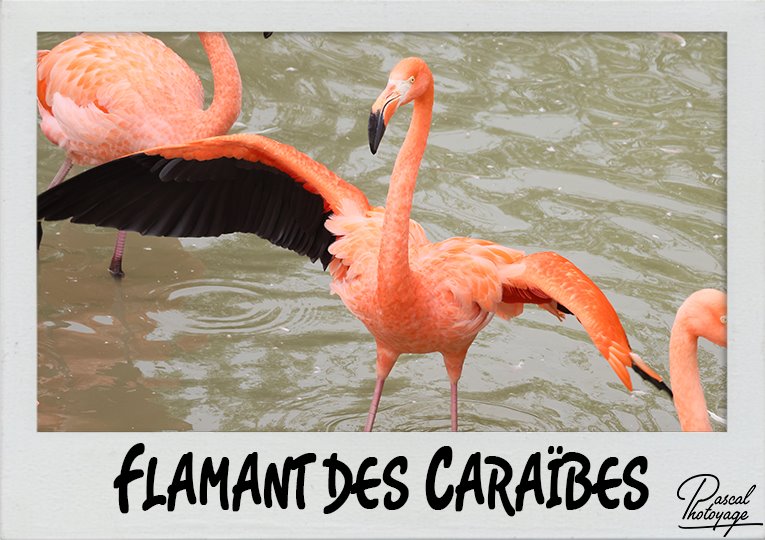 flamant_des_caraibes_polaroid_765x540px.jpg