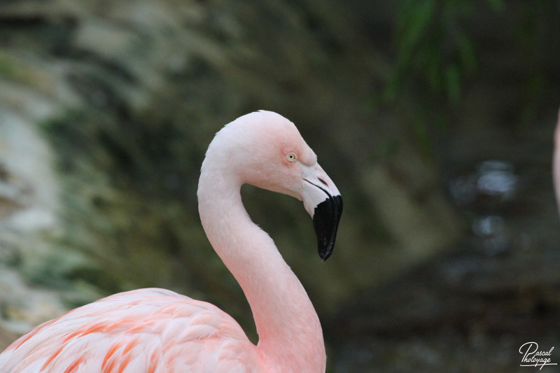 Flamant du Chili
