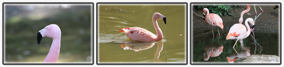 flamant_du_chili_accueil_fiche_animale_03_970x230px.jpg