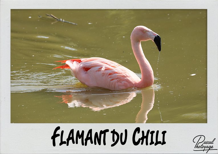 flamant_du_chili_polaroid_765x540px.jpg