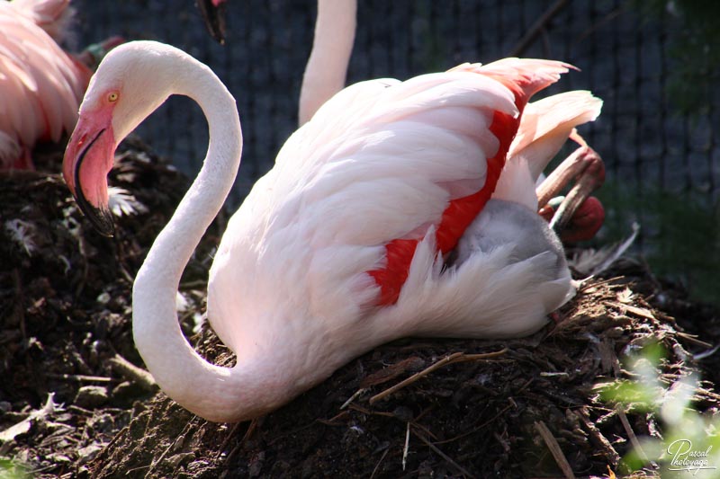 Flamant rose