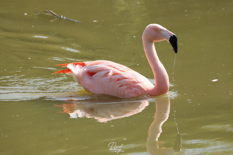 Flamant du Chili