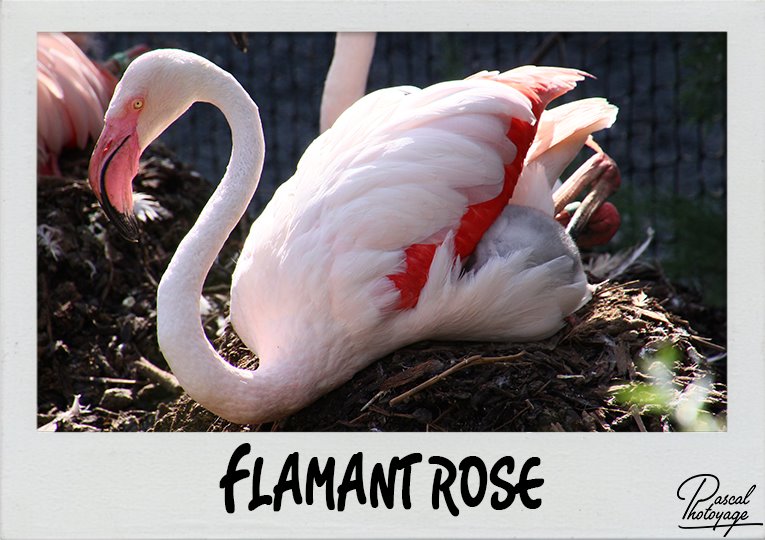 flamant_rose_polaroid_765x540px.jpg