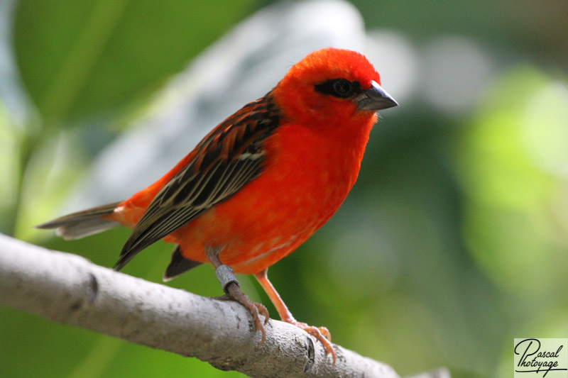 Foudi rouge