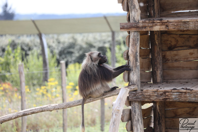 Terre des singes