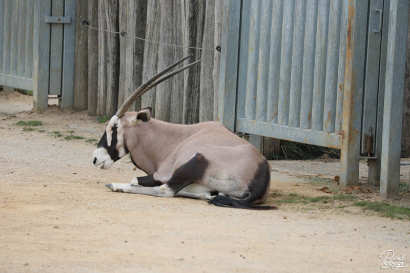 Zoo de La Boissière du Doré